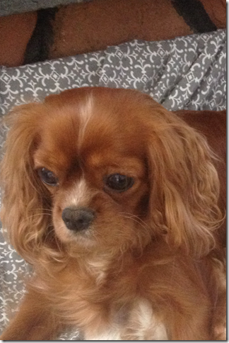 Jersey 2 years old headshot