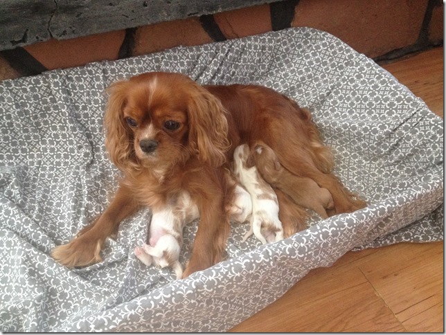 Jersey and pups - March 3rd, 2017