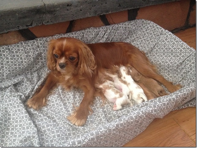 Jersey and pups - March 3rd, 2017