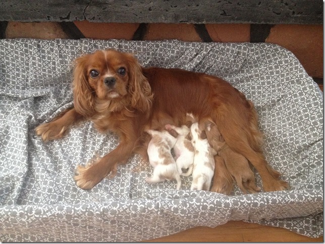 Jersey and pups - March 3rd, 2017