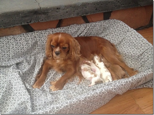 Jersey and pups - March 3rd, 2017