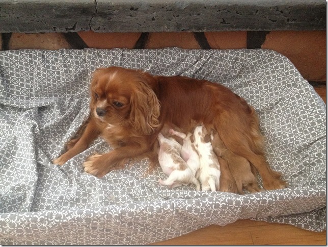 Jersey and pups - March 3rd, 2017