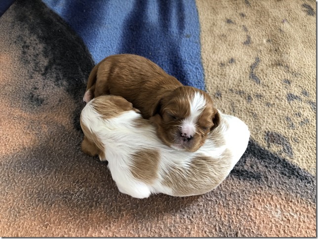 Jersey & King pups born April 30th, 2019