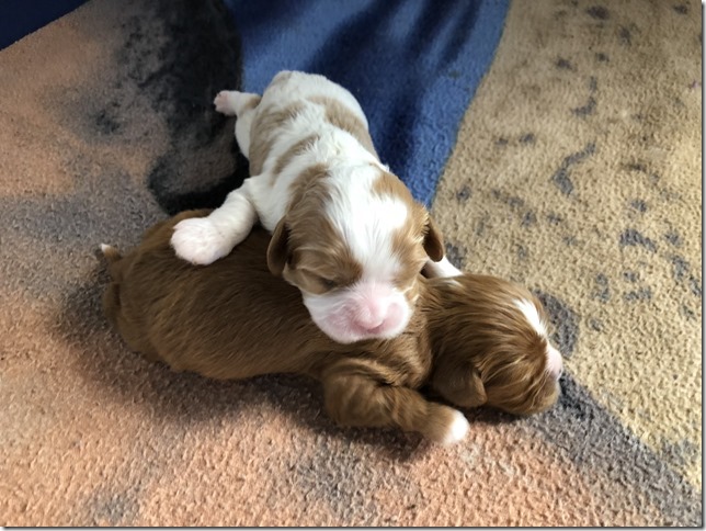 Jersey & King pups born April 30th, 2019