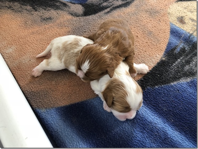 Jersey & King pups born April 30th, 2019