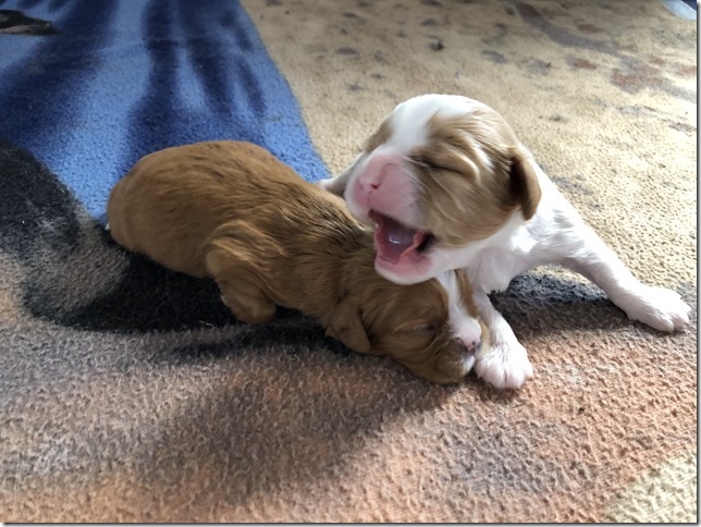 Jersey & King pups born April 30th, 2019