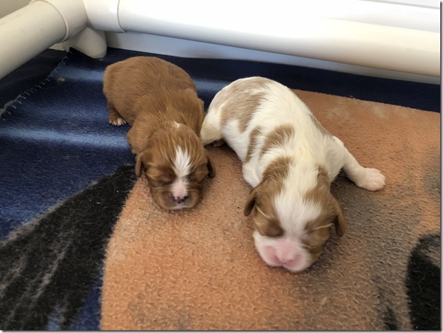 Jersey & King pups born April 30th, 2019