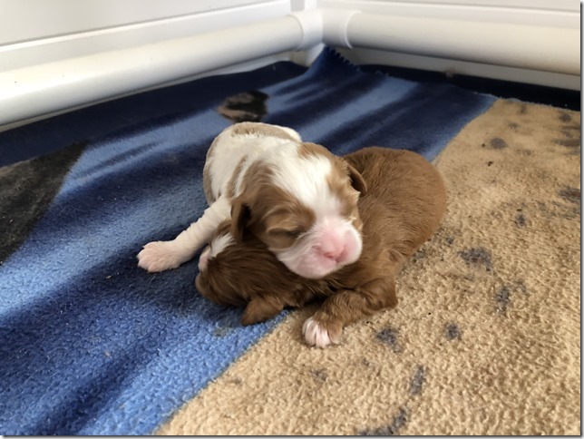 Jersey & King pups born April 30th, 2019