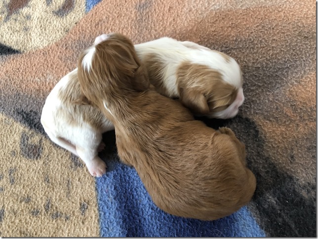 Jersey & King pups born April 30th, 2019