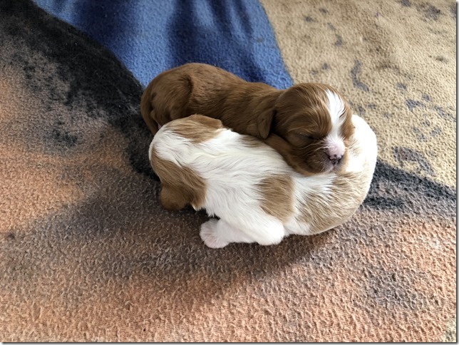 Jersey & King pups born April 30th, 2019