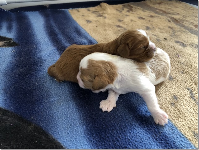 Jersey & King pups born April 30th, 2019