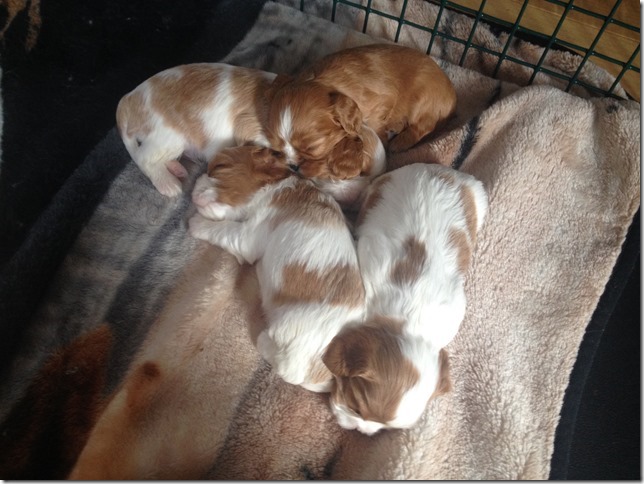 Jersey's pups at 3 weeks old.