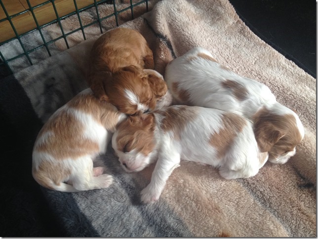 Jersey and King pups 3 weeks old.