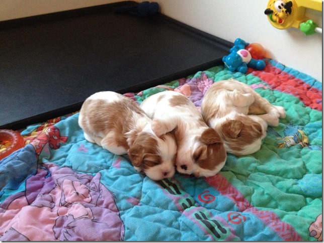 Jersey & King pups 3 weeks old.
