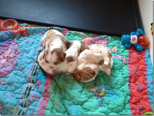 Jersey & King pups 3 weeks old.