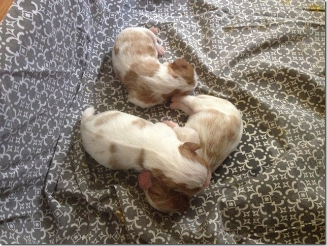 Jersey and King Pups 5 days old.