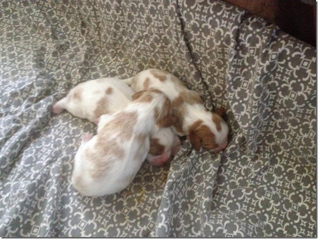 Jersey and King Pups 5 days old.