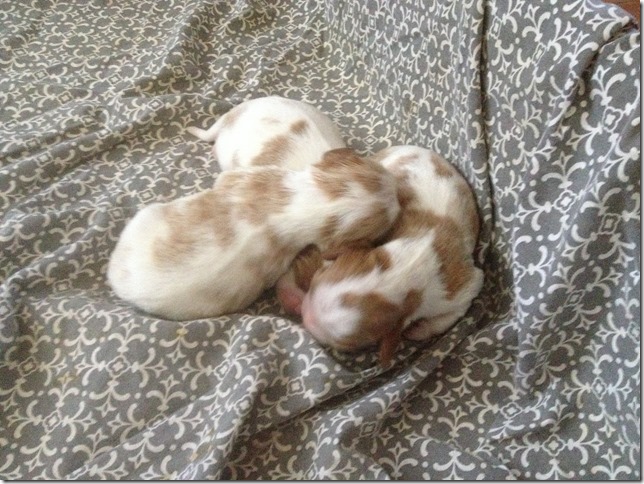Jersey and King Pups 5 days old.