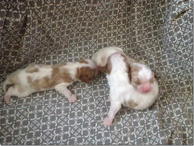 Jersey and King Pups 5 days old.