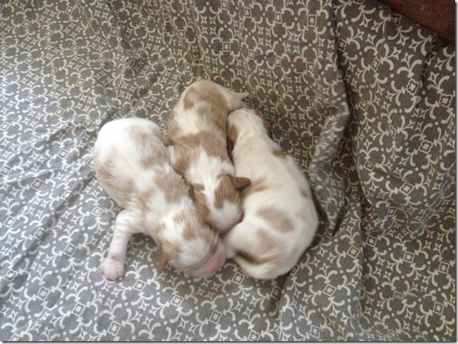 Jersey and King Pups 5 days old.