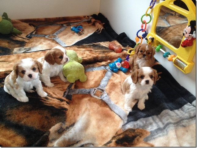 Jersey and King pups at 6.5 weeks old.