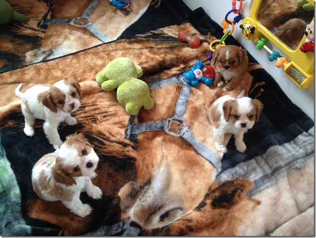 Jersey and King pups at 6.5 weeks old.