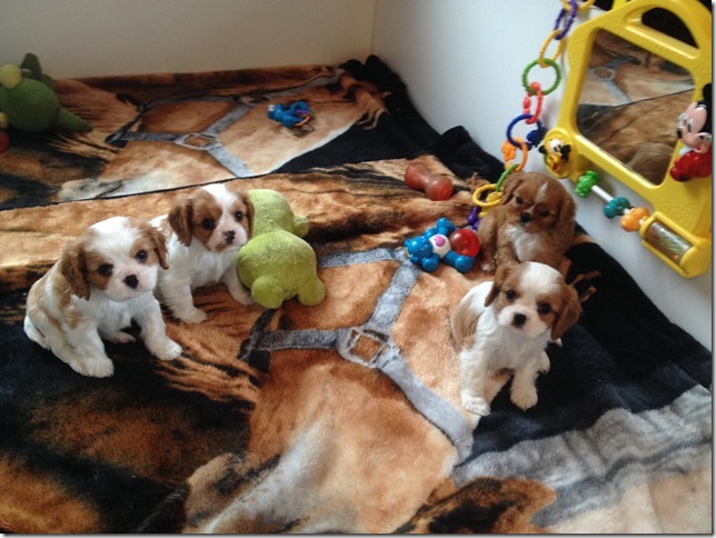Jersey and King pups at 6.5 weeks old.