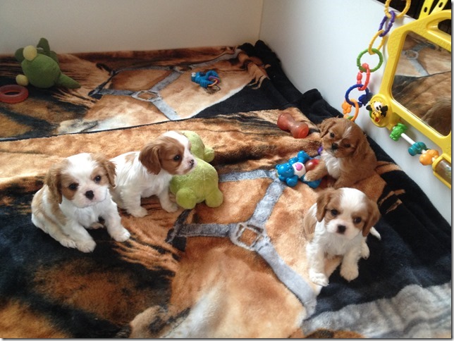 Jersey and King pups at 6.5 weeks old.