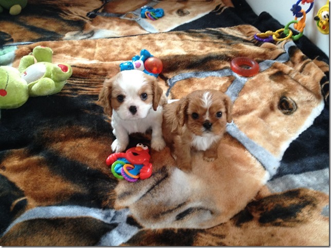 Jersey and King boys at 6 1/2 weeks old.