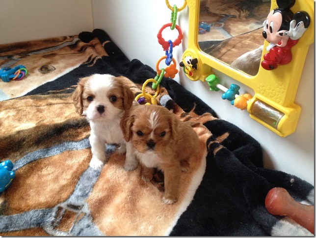 Jersey and King boys at 6 1/2 weeks old.
