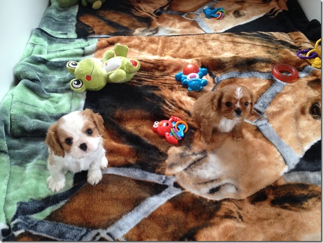 Jersey and King boys at 6 1/2 weeks old.