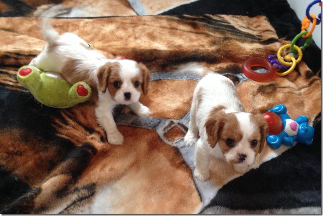 Jersey girls at 6 1/2 weeks old.