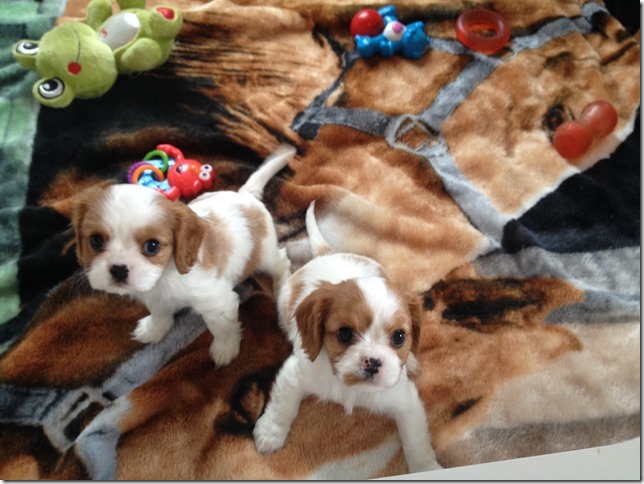 Jersey girls at 6 1/2 weeks old.