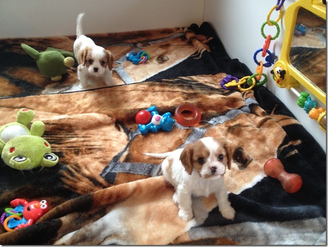 Jersey girls at 6 1/2 weeks old.