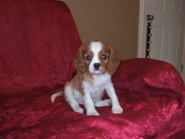 Maggie at 8 weeks old.