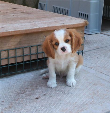 male puppy