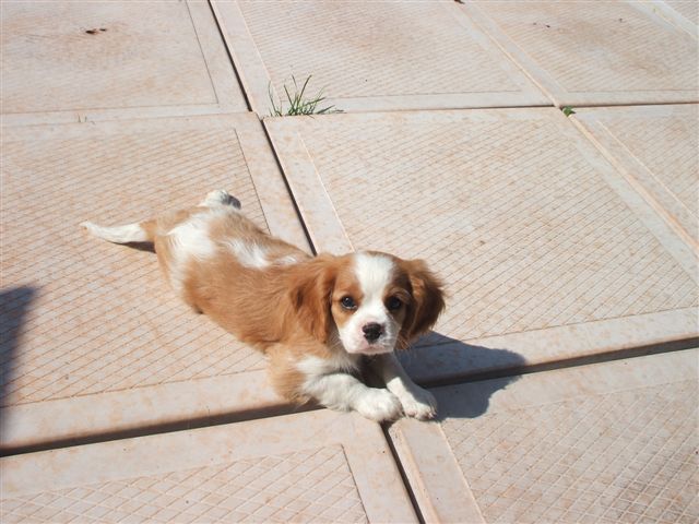 male puppy