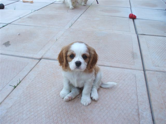 Mandi at 8 weeks old.