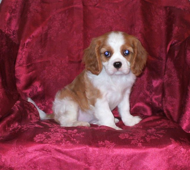 Marley @ 8 weeks old.