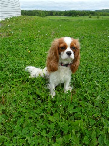 Marley