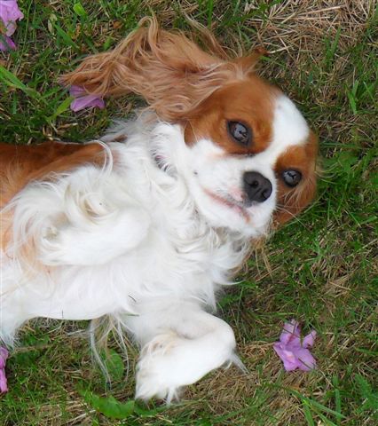 Link to Marley's page.