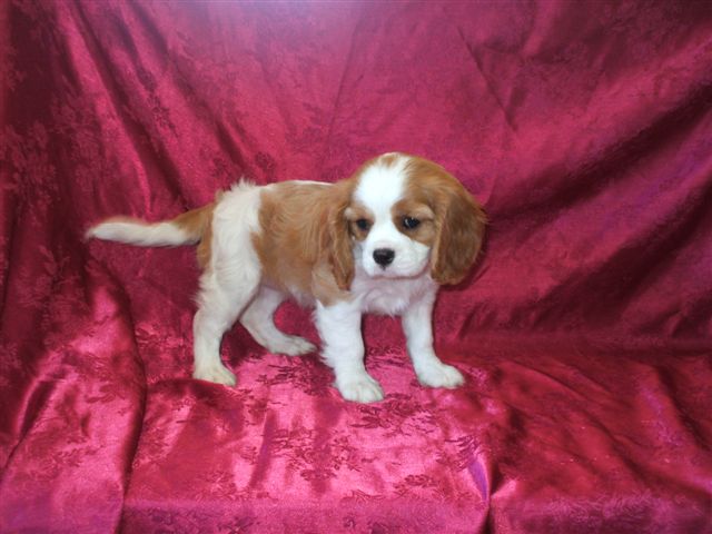 Marley @ 8 weeks old.