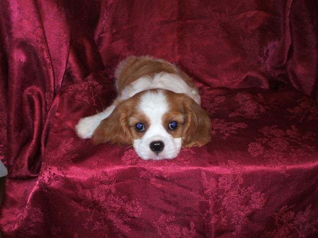 Marley @ 8 weeks old.