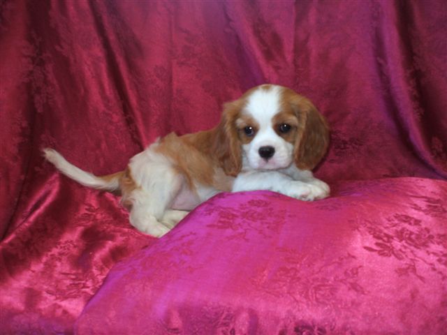 Marley @8 weeks old.