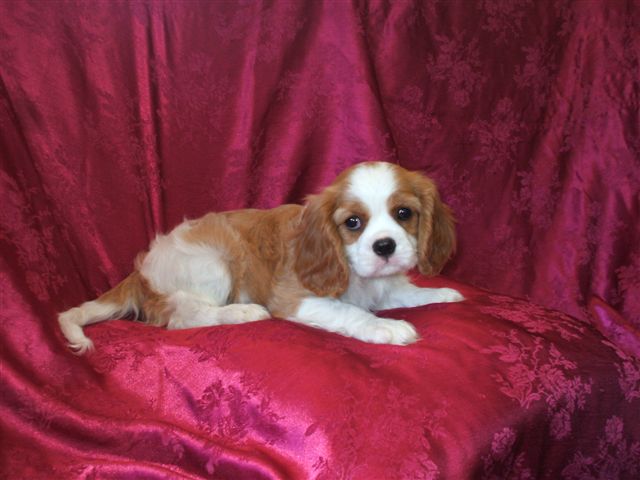 Marley @ 8 weeks old.