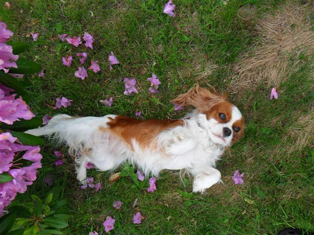 Marley