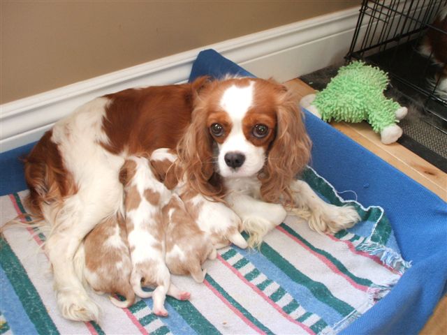 Marley and pups at 1 week old.