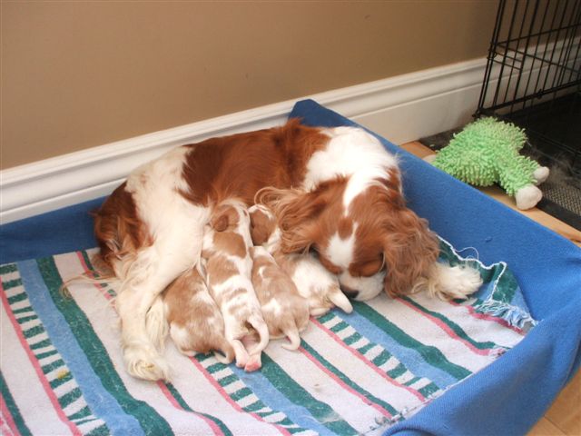 Marley and pups at 1 week old.