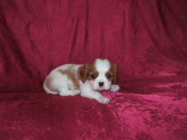 Marley and Jamal boy pup at 5 weeks.