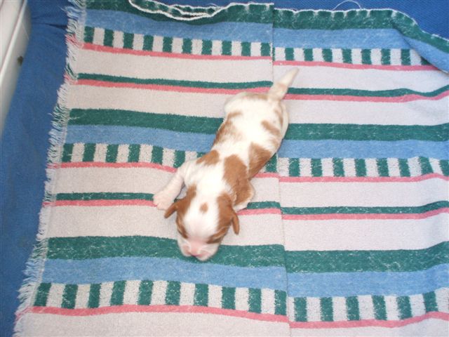 Marley and Jamal's boy pup.